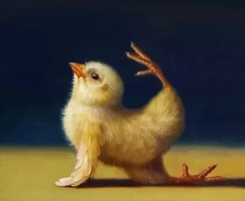 Khi gà trở thành biểu tượng của sự bối rối và ngơ ngác