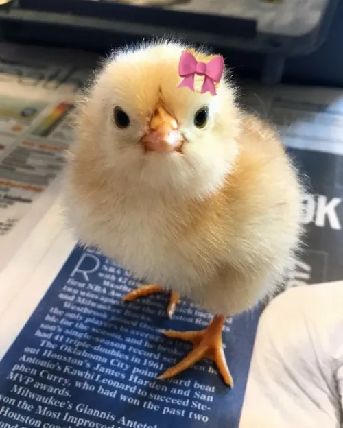 Ảnh gà troll đỉnh cao, vừa nhìn đã muốn làm sticker