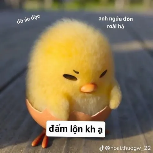 Gà cũng biết biểu cảm ư? Nhìn mấy meme này sẽ tin ngay