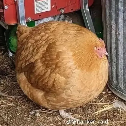 Meme gà ngơ ngác nhìn đời bất lực