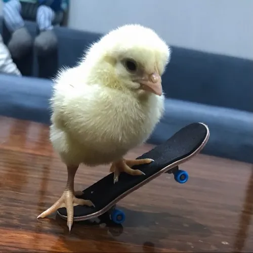 Ảnh chế gà troll bạn khi bị bắt quả tang