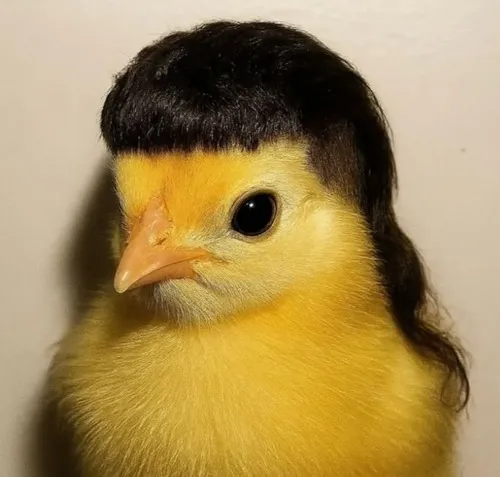 Khoảnh khắc gà hoảng loạn như mất não tạm thời