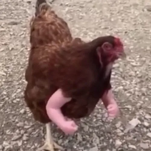 Ảnh troll gà trống gáy mà mặt ngáo