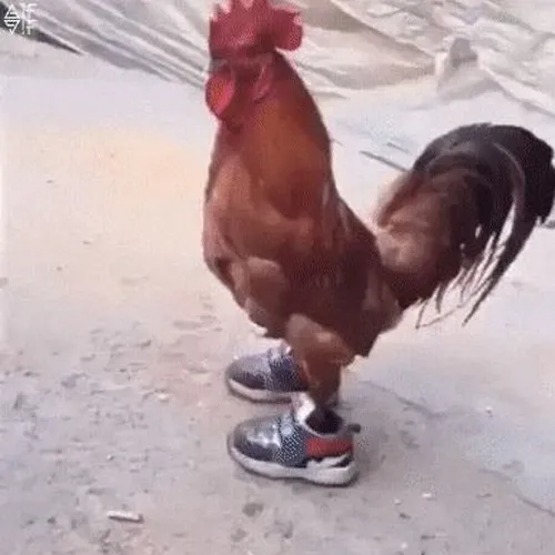 Ảnh vui gà đứng giữa sân nhìn vô định