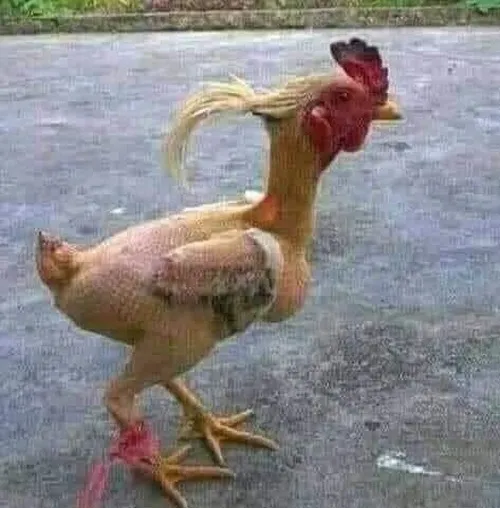 Meme gà troll khi bị hỏi câu khó