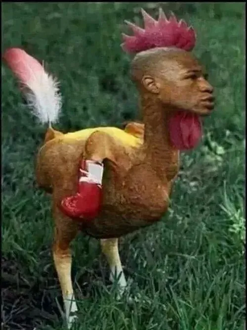 Ảnh chế gà trống nghiêng đầu suy tư