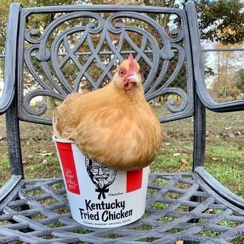 Khi gà cũng biết troll người, loạt ảnh siêu hài đây rồi