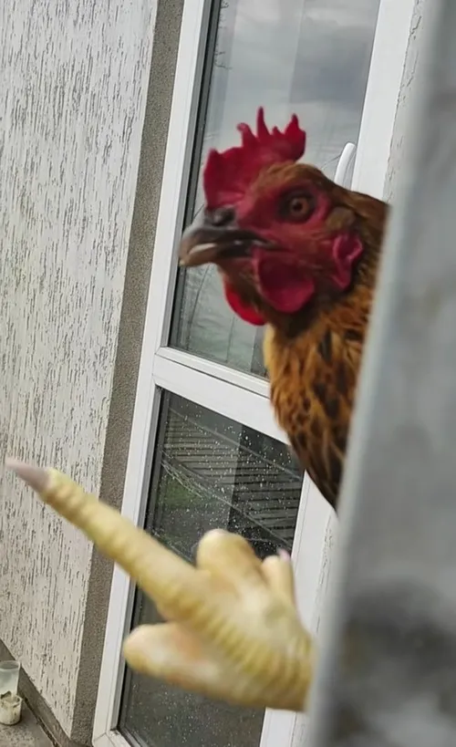 Mặt gà mà biểu cảm như người, xem xong chỉ muốn xỉu