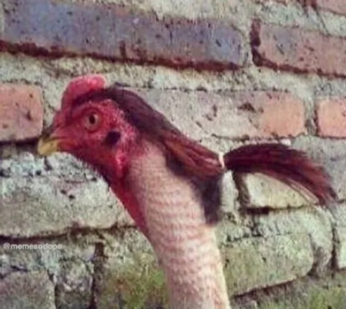 Gà mà cũng biết “diễn sâu”, dân mạng gọi đây là huyền thoại