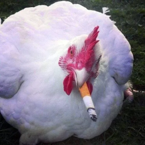 Mấy con gà này đúng kiểu “mặt ngáo nhưng duyên cực kỳ”