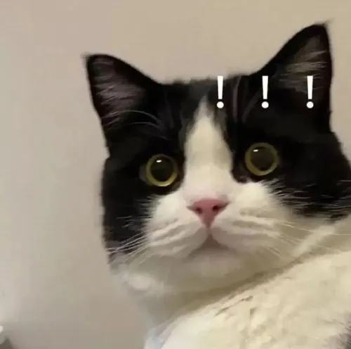 Ảnh này chính là lý do vì sao Internet tồn tại.