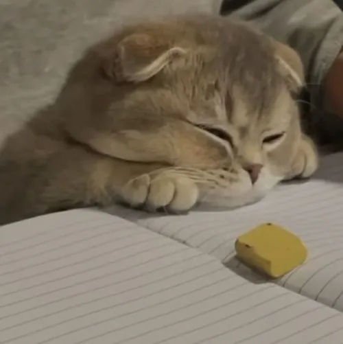 Meme chế mèo dỗi hờn siêu mặn.