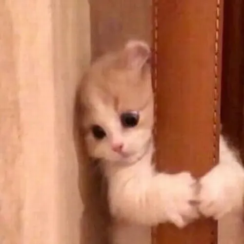 Dân mạng rần rần vì meme mèo dỗi đáng yêu không chịu nổi