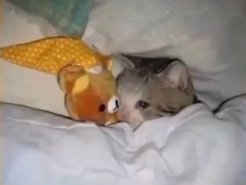 Mèo dỗi nhẹ thôi mà khiến cả mạng phải xôn xao