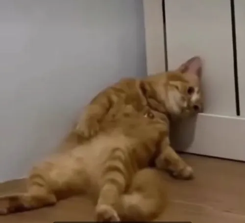 Ảnh chế mèo giận hờn hot nhất mạng xã hội mùa này