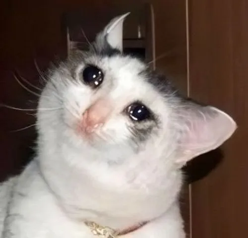 Tuyển chọn meme mèo dỗi viral nhất: Khi giận mà vẫn “chanh sả”