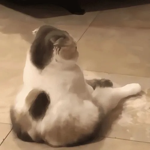 Meme mèo dỗi đỉnh cao: Khi thái độ giận hờn cũng có gu riêng