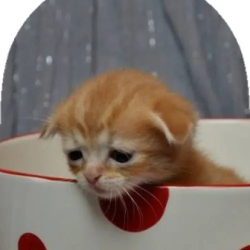 Ảnh chế vui boss dỗi sen cực chuẩn.