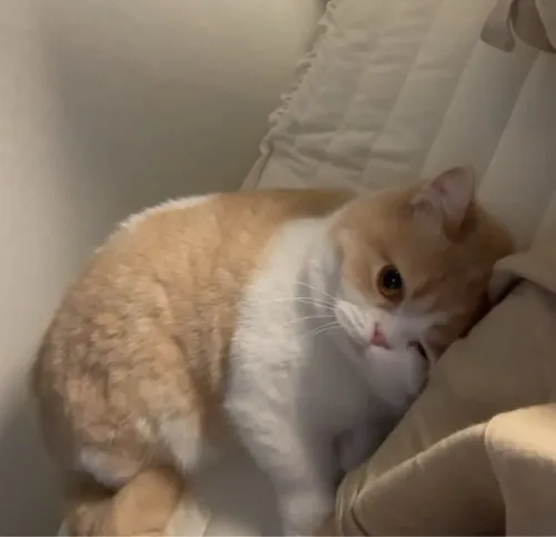 Hình chế mèo phụng phịu siêu biểu cảm.