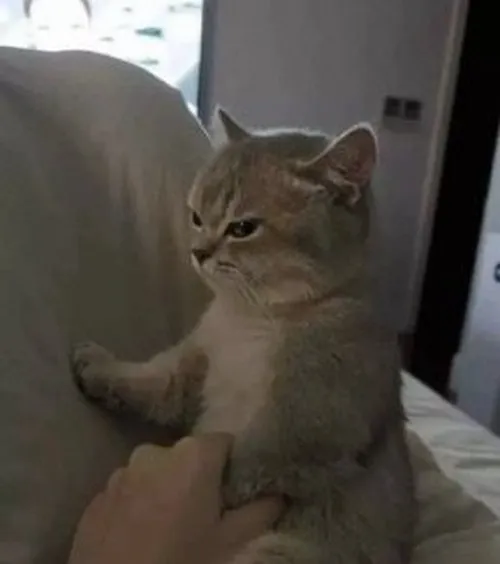 Ảnh chế mèo giận hờn hot trend TikTok.