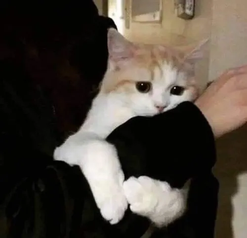 Bộ sưu tập meme mèo dỗi hài hước: Khi boss giận dỗi mà vẫn đáng yêu hết mức