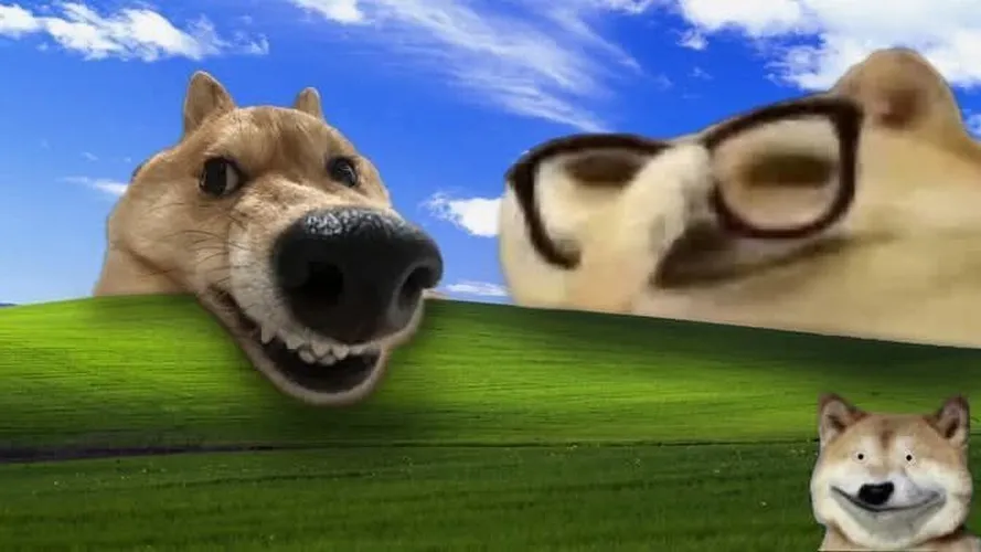 Wallpaper PC hài hước với biểu cảm chó troll.