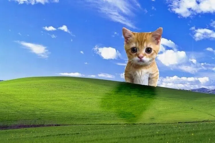 Wallpaper PC cute kiểu mèo đội nón Giáng sinh.