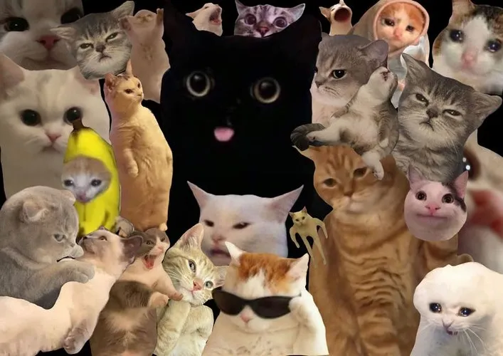 Wallpaper PC hài kiểu Shiba cười toe “vô tri”.