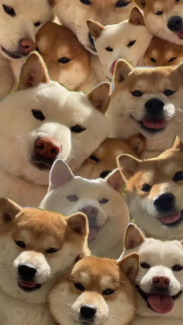 Wallpaper gấu ngồi thẫn thờ, nền xám lạnh hợp mood buồn.