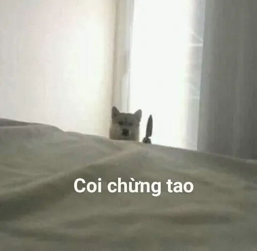 Meme coi chừng tao, biểu cảm bá đạo hết nước chấm.