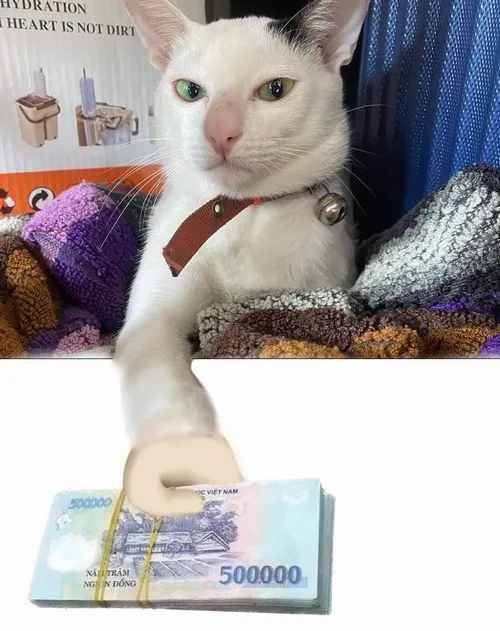 Ảnh vui mèo cho tiền 500k