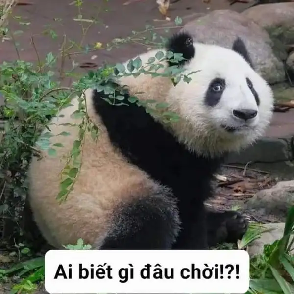 Meme gấu trú: Tui không biết gì à nha