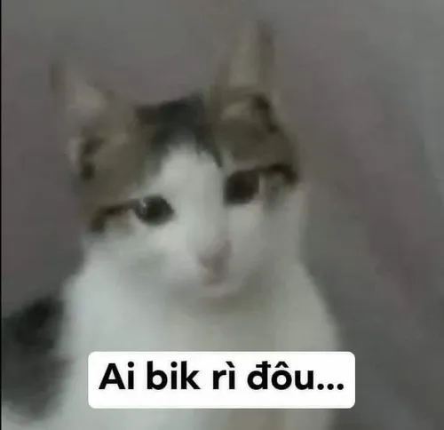 Meme mèo ai biết gì đâu chuẩn kiểu chối tội siêu dễ thương