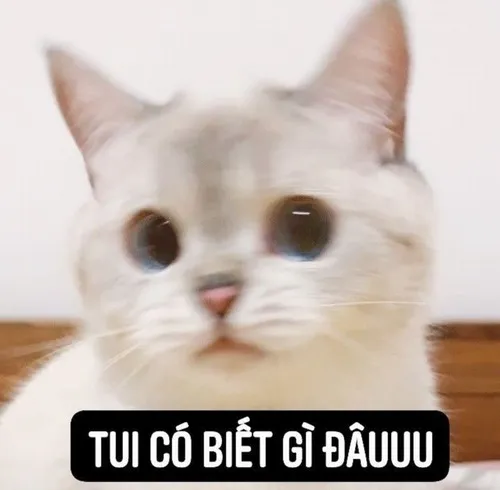 Meme mèo ngơ ngác "em có biết gì đâu"
