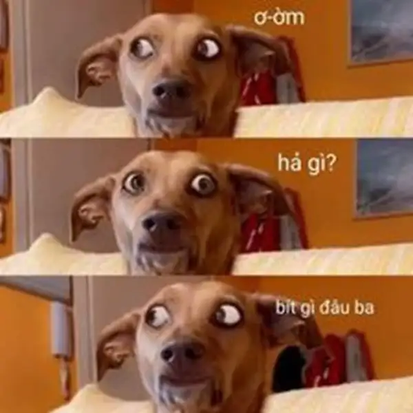 Meme hài chú chó biểu cảm “ai biết gì đâu”