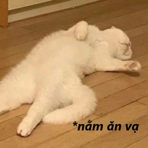 13 Bộ 20+ Meme Ăn Vạ cực hài, chân thực đến mức ai cũng thấy “giống mình”