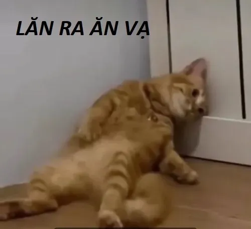 Khi meme mèo ăn vạ thành ngôn ngữ cảm xúc mới của dân mạng Khi meme mèo ăn vạ thành ngôn ngữ cảm xúc mới của dân mạng
