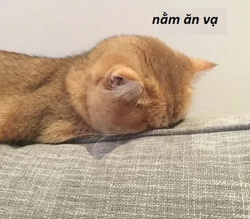 Cách dân Gen Z dùng meme mèo ăn vạ để troll người yêu cực vui Cách dân Gen Z dùng meme mèo ăn vạ để troll người yêu cực vui
