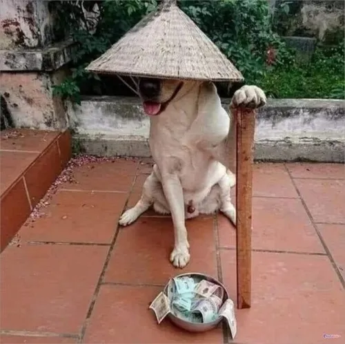 Meme chó ăn xin: từ trò troll thành biểu tượng của dân nghèo vui Meme chó ăn xin: từ trò troll thành biểu tượng của dân nghèo vui