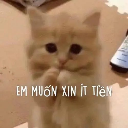 10 Hình troll xin xỏ, biểu cảm khổ sở cực đỉnh.