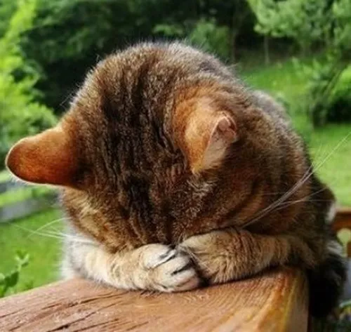 Meme hài mèo quê xệ cực mạnh với caption “trời ơi”