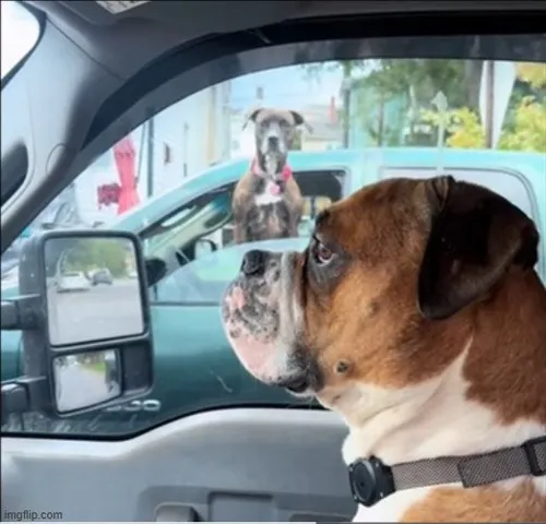 Hình chế quê tình yêu với ánh mắt đỏ mặt ngại ngùng