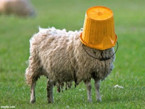 Meme tự trào “quê xệ” phản ánh đúng genz hiện đại