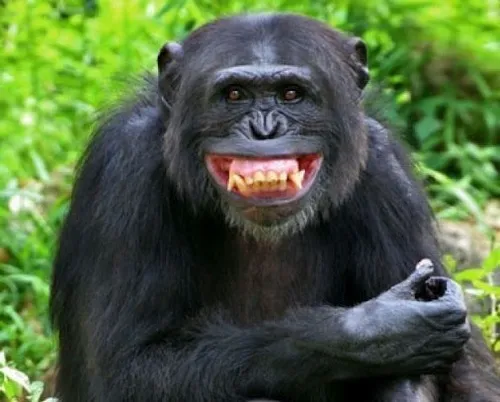 Meme hài “khỉ quê độ” thể hiện cảm xúc thật lòng