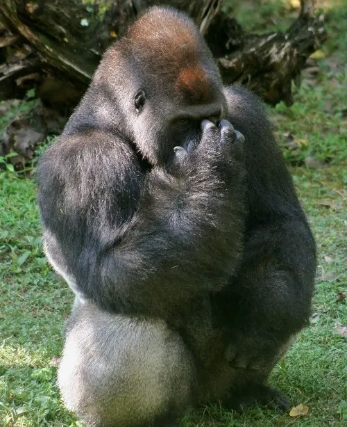 Meme quê độ với ánh mắt lúng túng nhìn cực đáng yêu