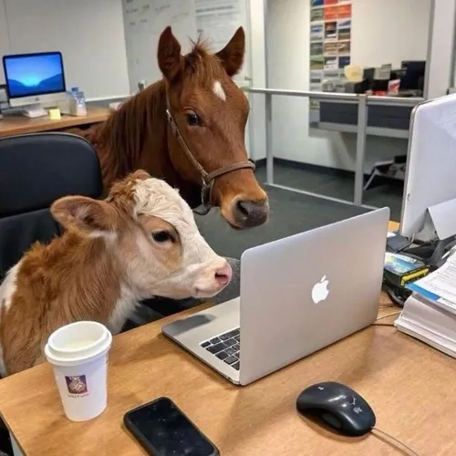 Hình chế hai con bò tranh luận trước laptop