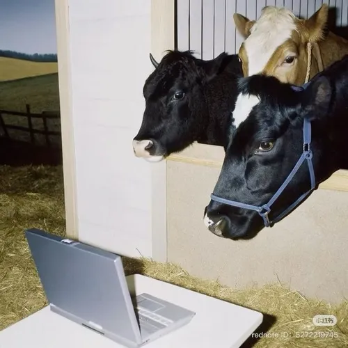 Ảnh hài nhiều con bò chăm chú nhìn vào máy tính