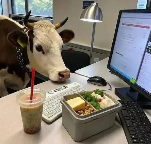 Meme troll bò cười ngơ ngác trước máy tính