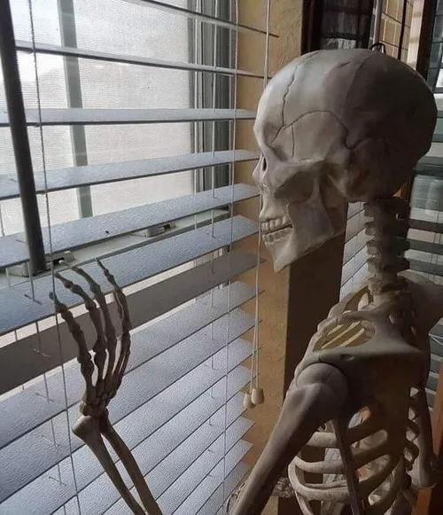 Ảnh chế xương chờ đợi qua cửa sổ