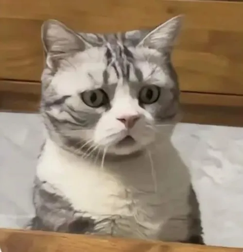 Bộ meme bối rối đỉnh cao – khi bạn chỉ biết đứng hình trước sự vô lý